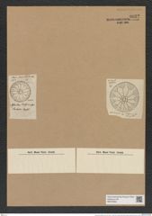 Asterolampra ralfsiana Grev. (de-Toni-Nr.: Genus 235, Species 5646) Zeichnungen Sammlung Grunow Nr. 9632 (NHMW-BOT-W0379563)